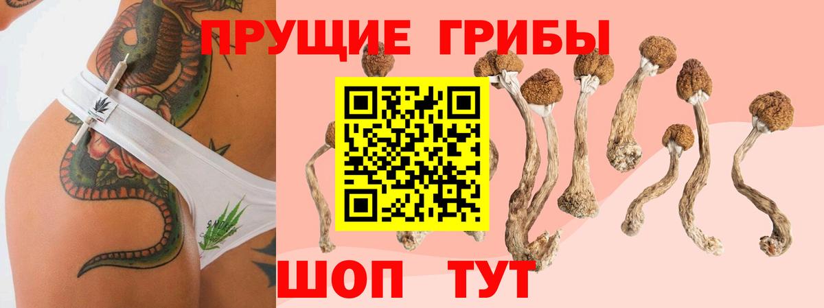 Галлюциногенные грибы Psilocybine cubensis  Берёзовский 